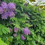 Helene Hohenems, 4-12 P, Haus, 4 Schlafzimmer, Kueche, Parkplatz, Garten, Wifi Daire *