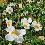 Daire Helene Hohenems, 4-12 P, Haus, 4 Schlafzimmer, Kueche, Parkplatz, Garten, Wifi *