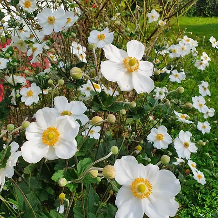 Appartement Helene Hohenems, 4-12 P, Haus, 4 Schlafzimmer, Kueche, Parkplatz, Garten, Wifi Hohenems