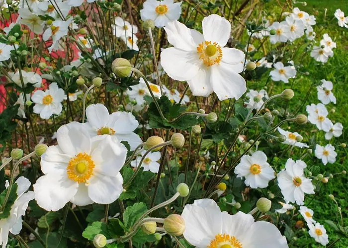 Appartement Helene Hohenems, 4-12 P, Haus, 4 Schlafzimmer, Kueche, Parkplatz, Garten, Wifi Hohenems