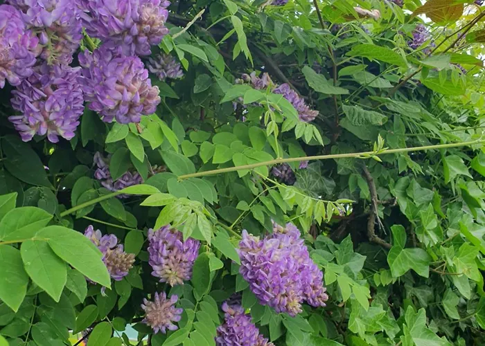 Helene Hohenems, 4-12 P, Haus, 4 Schlafzimmer, Kueche, Parkplatz, Garten, Wifi Appartement *