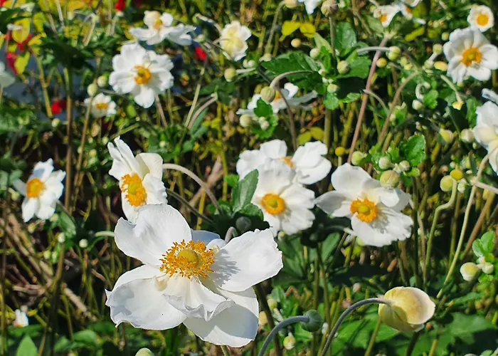 Appartement Helene Hohenems, 4-12 P, Haus, 4 Schlafzimmer, Kueche, Parkplatz, Garten, Wifi *